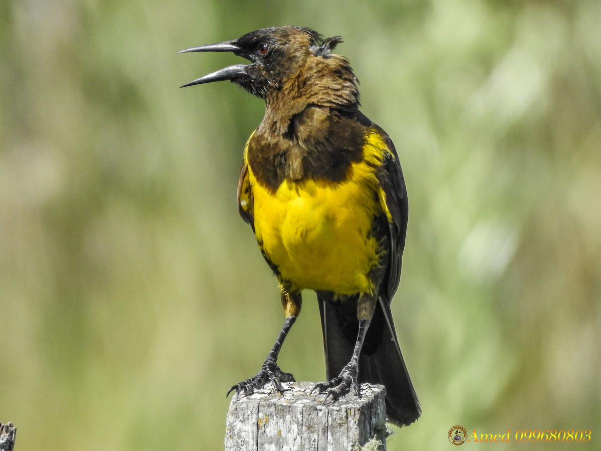 Brown-and-yellow Marshbird - ML139101351