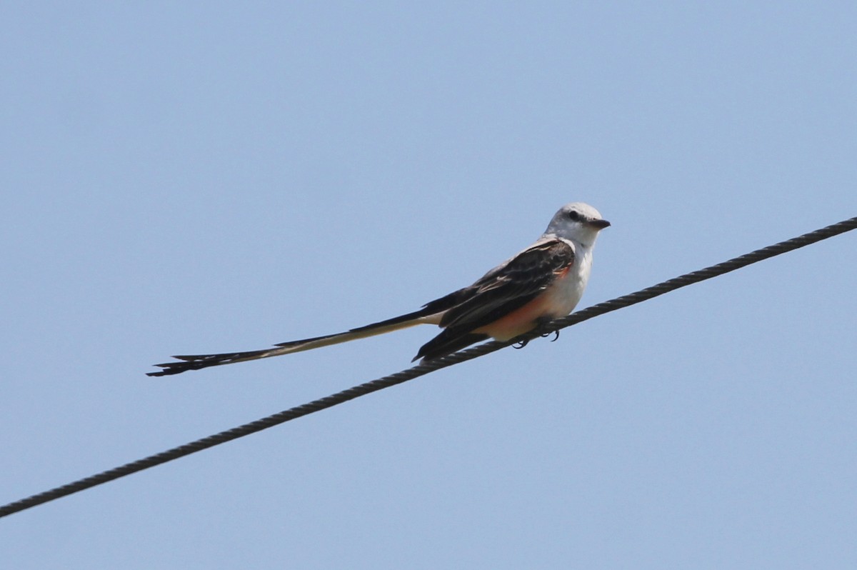 Scissor-tailed Flycatcher - ML139101511