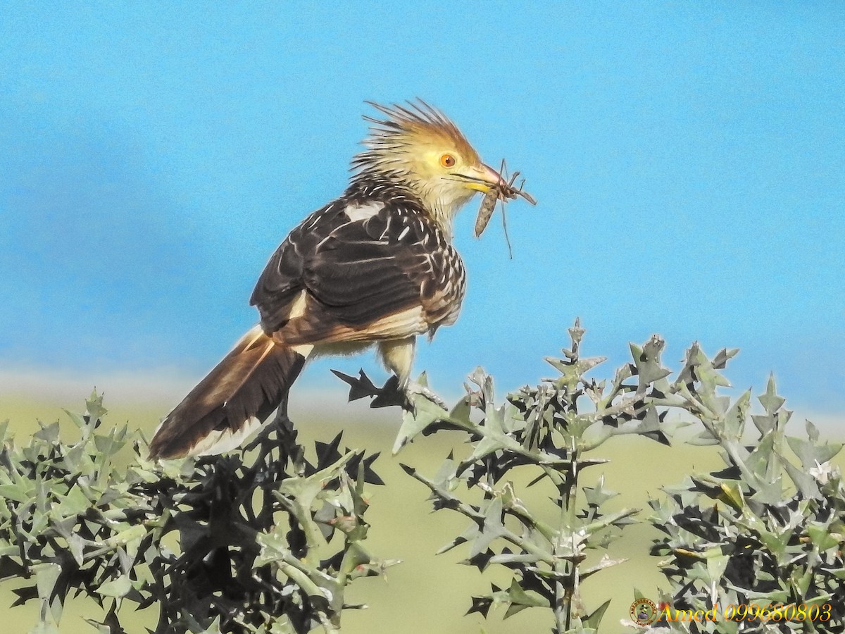 Guira Cuckoo - ML139101721