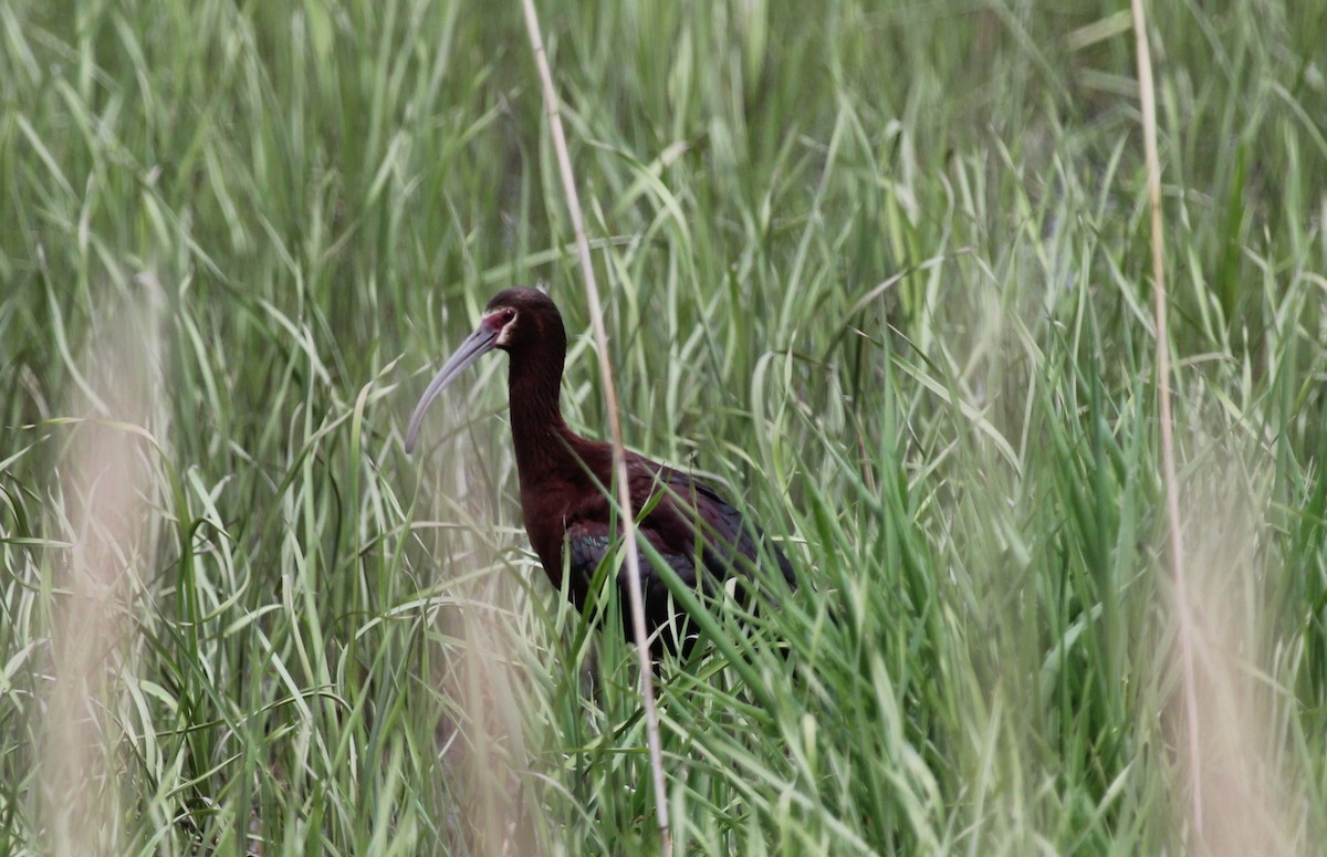 Ibis à face blanche - ML139101911