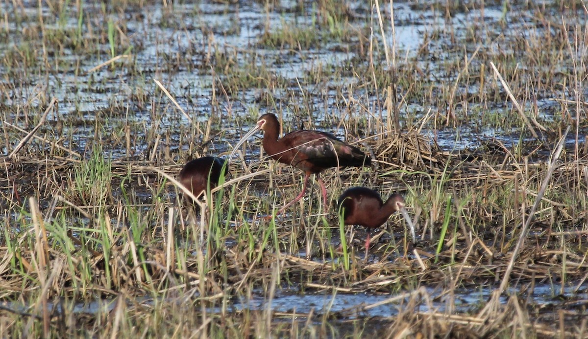 White-faced Ibis - ML139102001