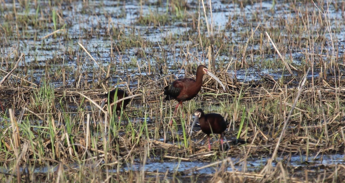 White-faced Ibis - ML139102011