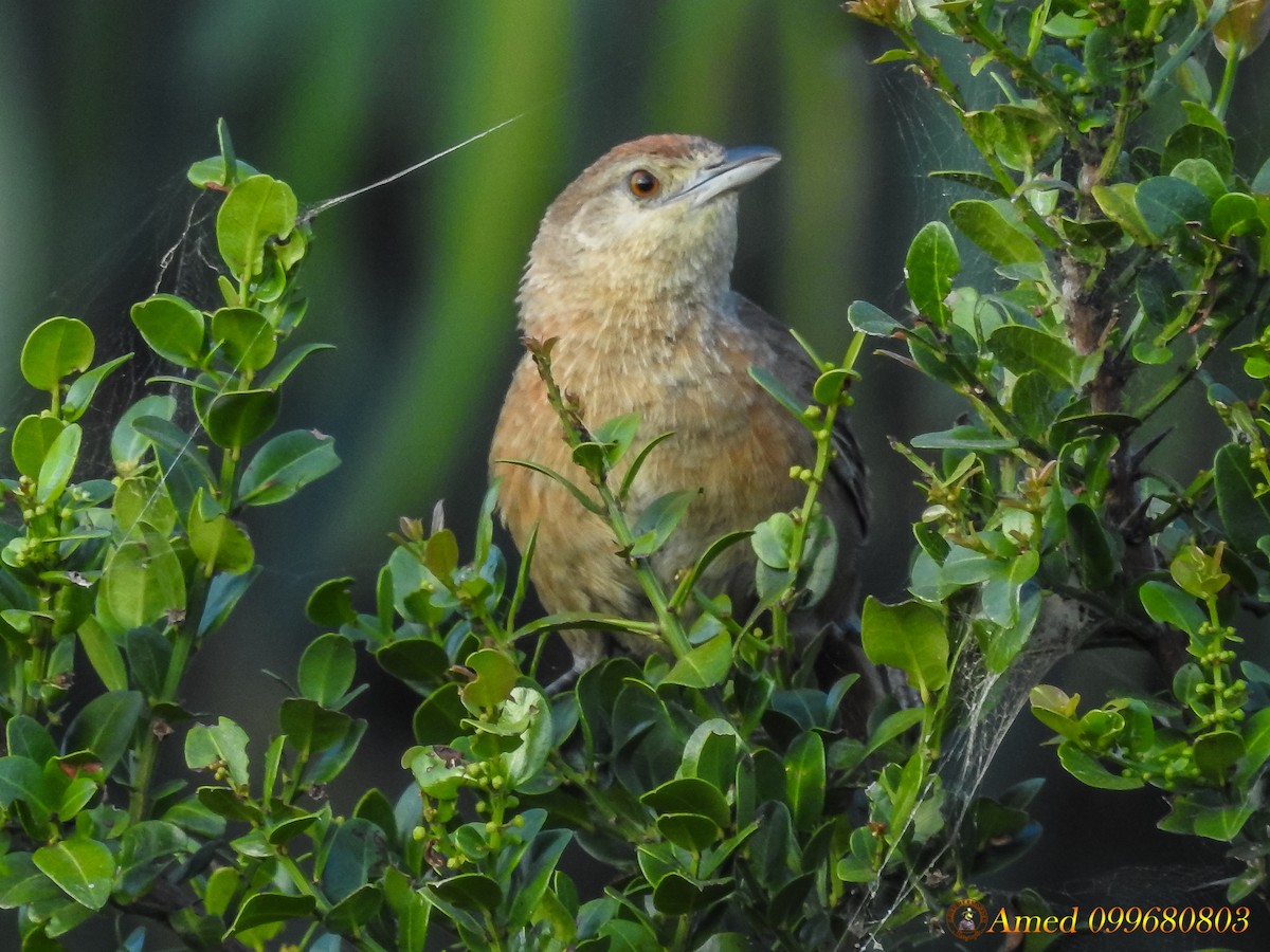 Freckle-breasted Thornbird - ML139102581