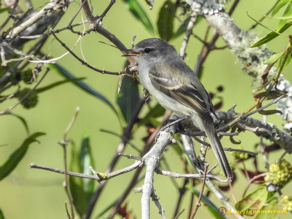 White-crested Tyrannulet (Sulphur-bellied) - ML139102761