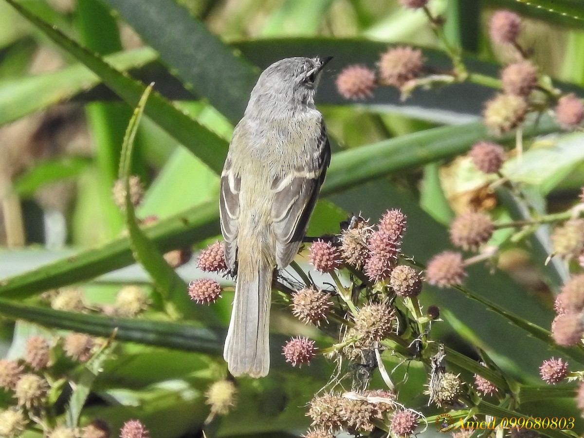 White-crested Tyrannulet (Sulphur-bellied) - ML139102771