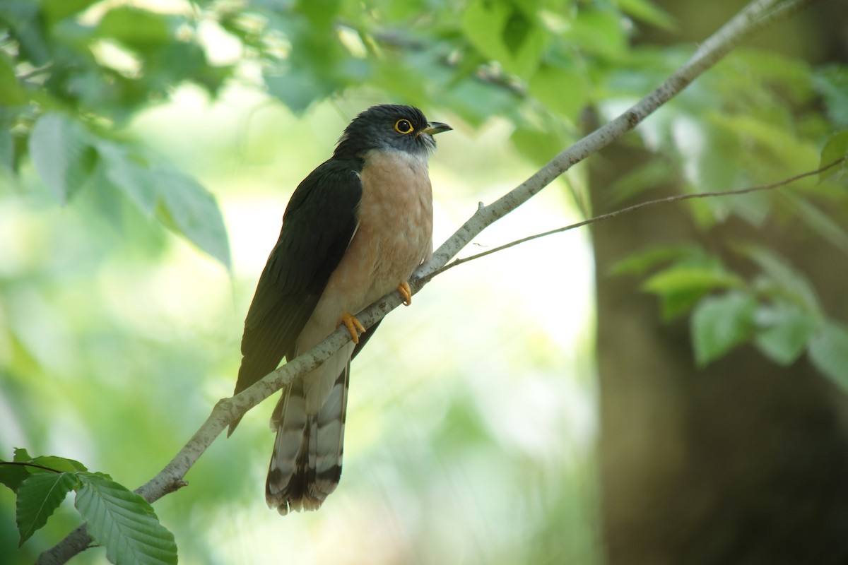 Northern Hawk-Cuckoo - Tomohiro Iuchi