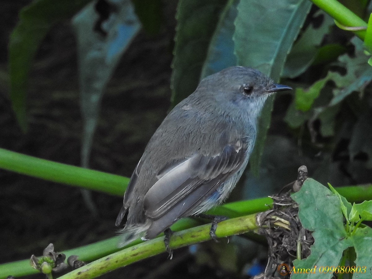 Sooty Tyrannulet - ML139102921