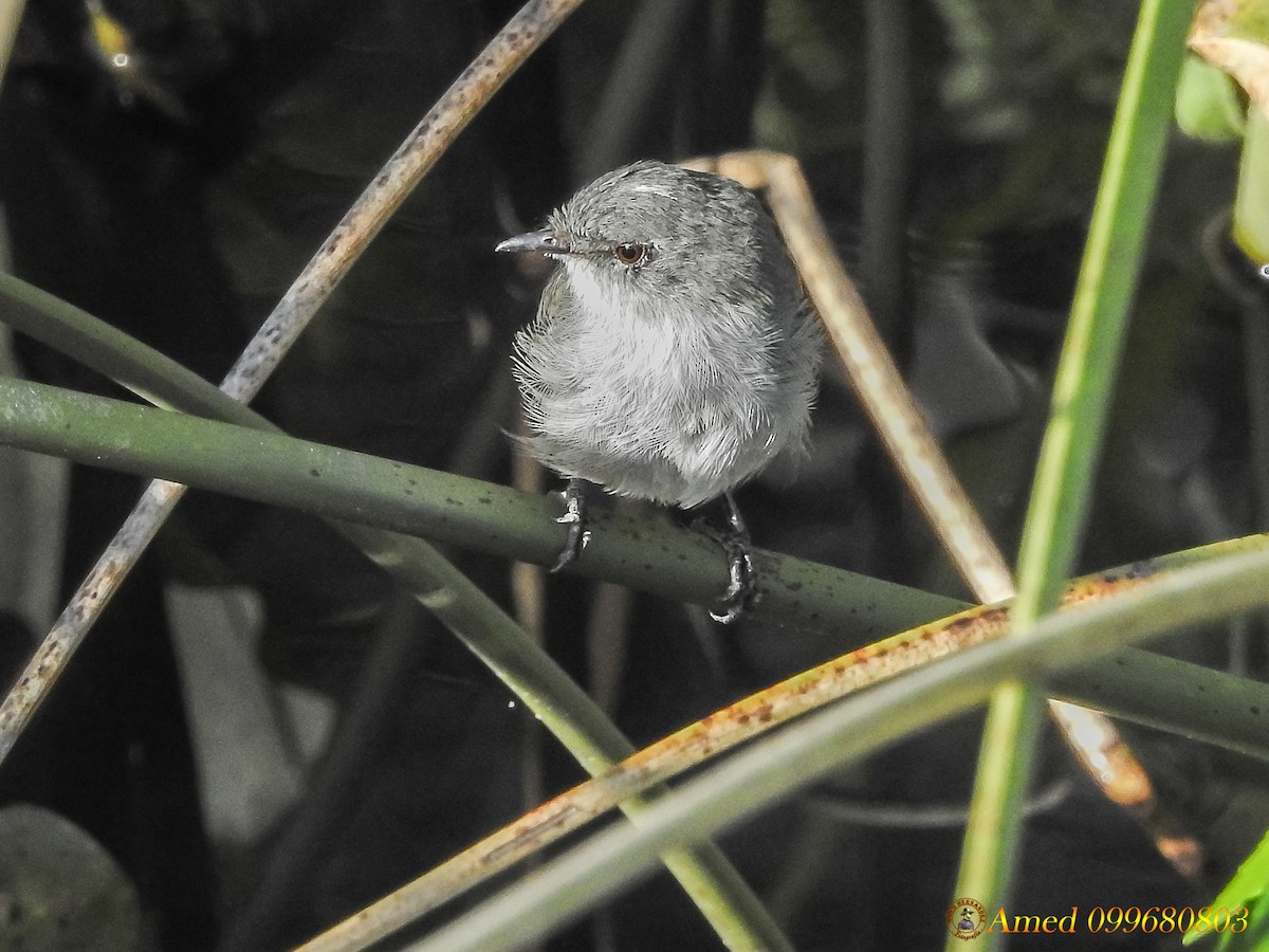 Sooty Tyrannulet - ML139102941