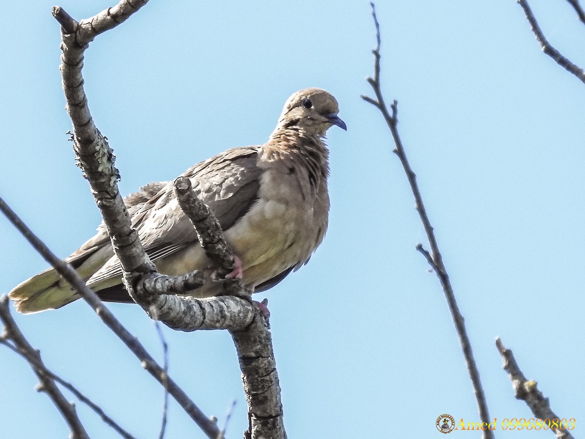 Eared Dove - ML139103221