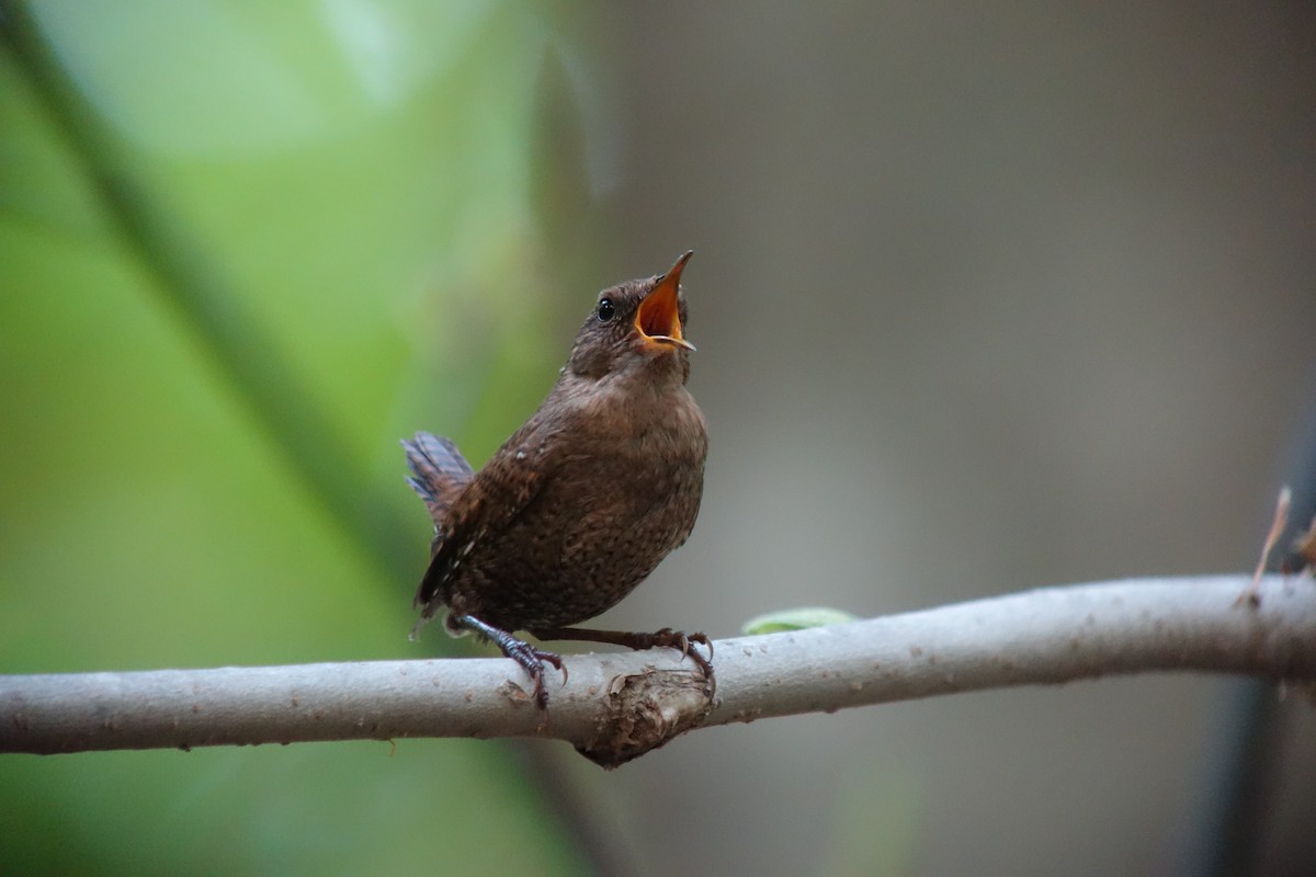 Eurasian Wren (Eurasian) - ML139103401