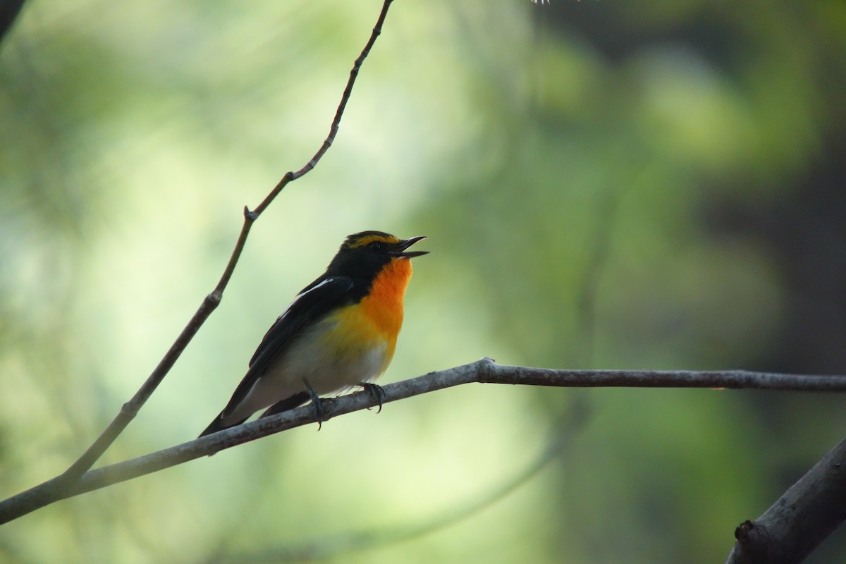 Narcissus Flycatcher - ML139103581