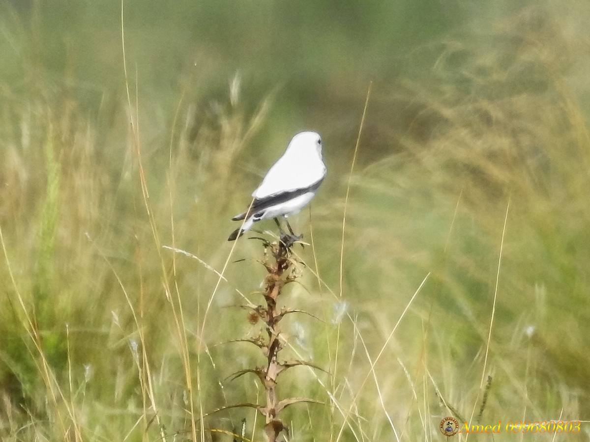 White Monjita - ML139103861