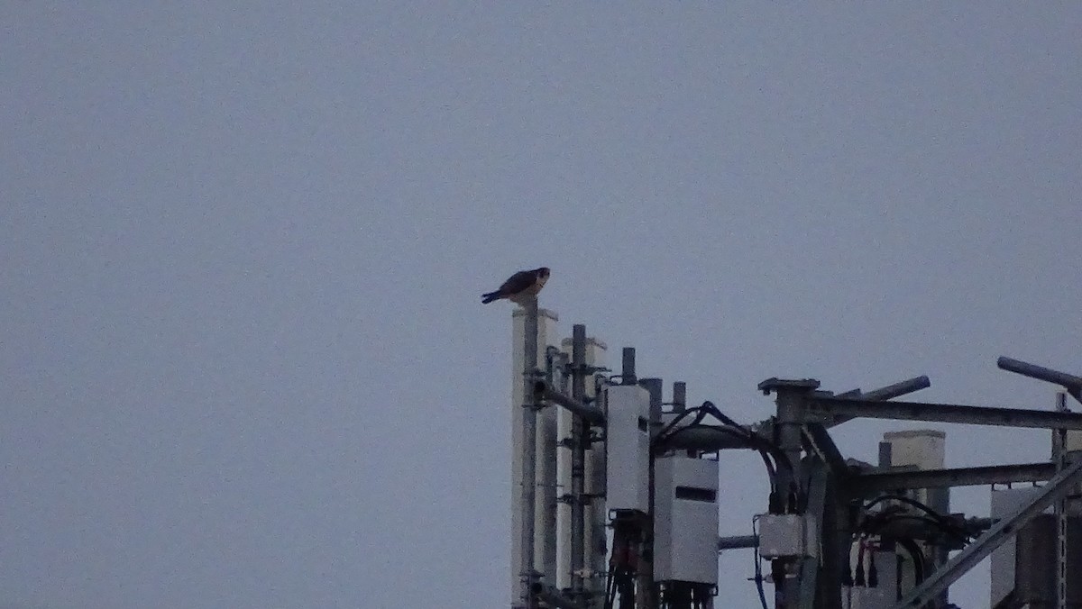 Peregrine Falcon - ML139106591