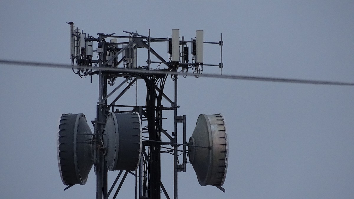 Peregrine Falcon - ML139106601