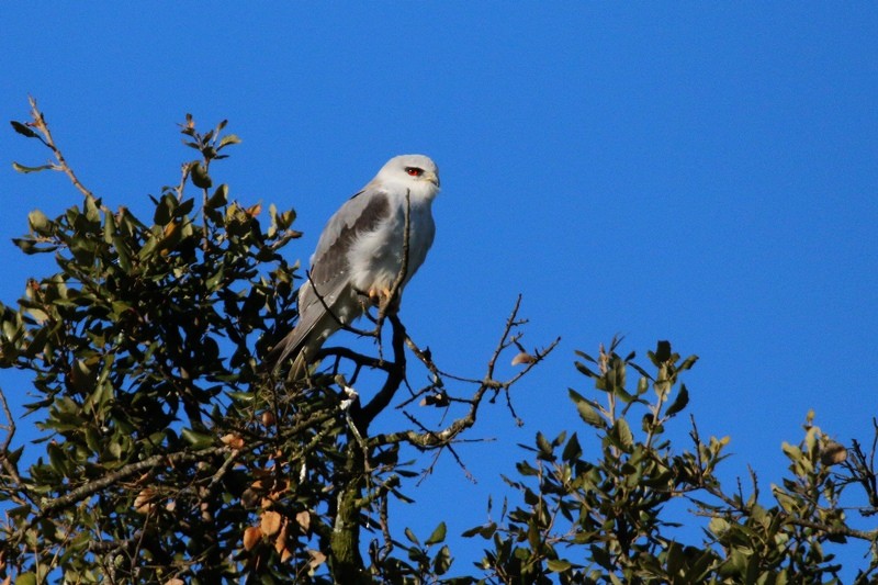 Black-winged Kite - ML139107931