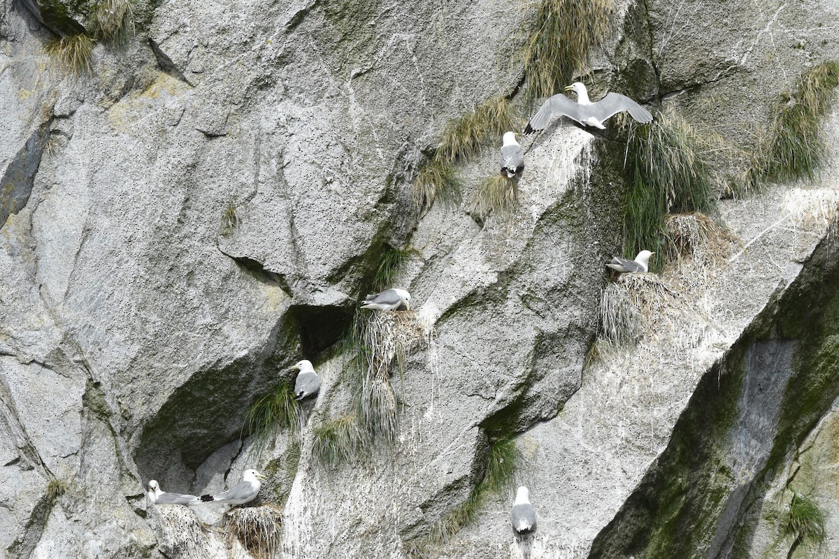 Black-legged Kittiwake - ML139108031