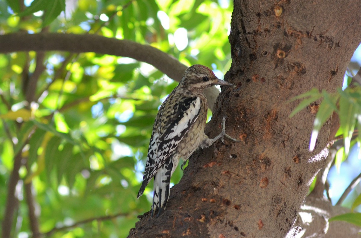 Yellow-bellied Sapsucker - ML139108681