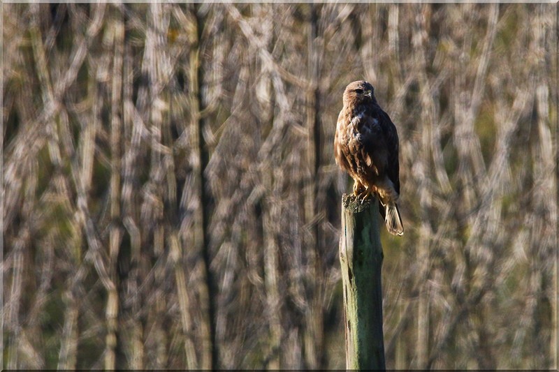 Common Buzzard - ML139109121