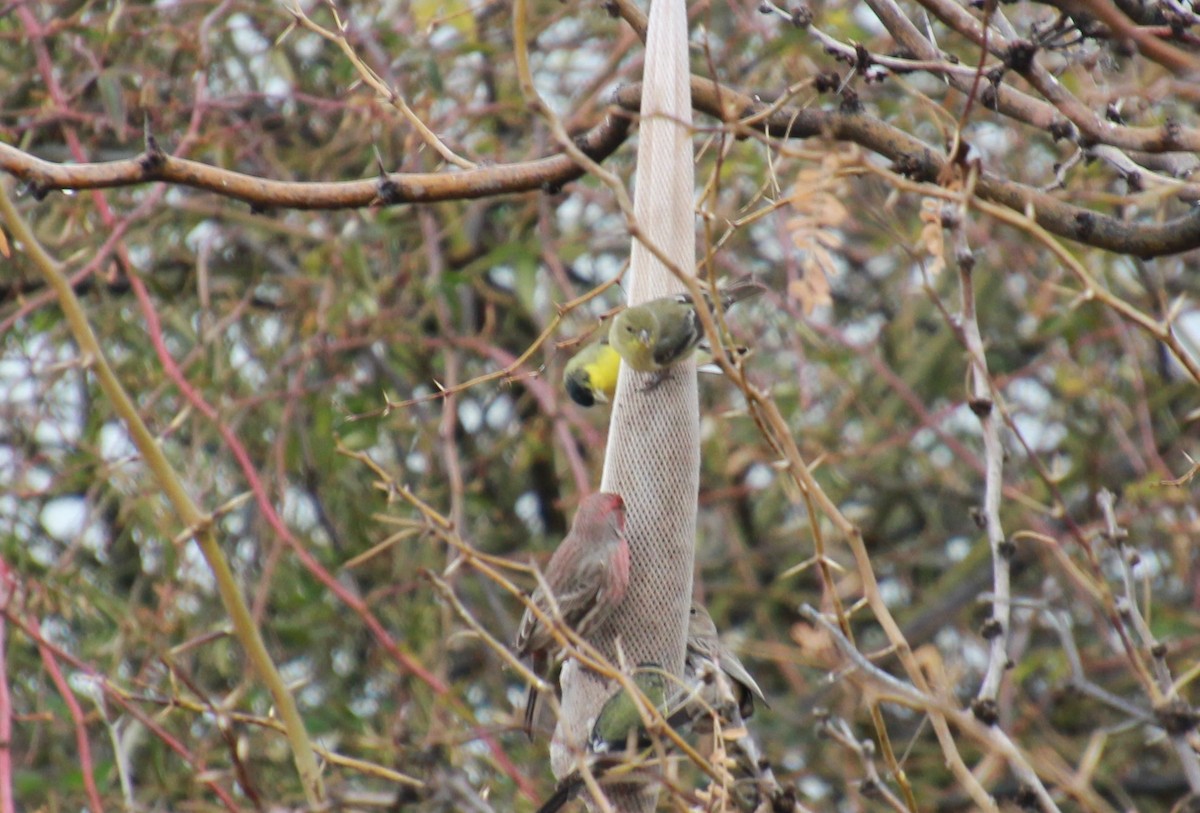 Lesser Goldfinch - BettySue Dunn