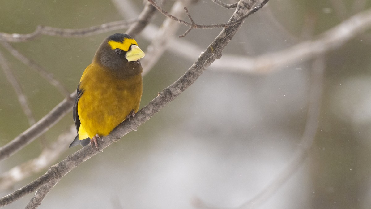 Evening Grosbeak - ML139111841