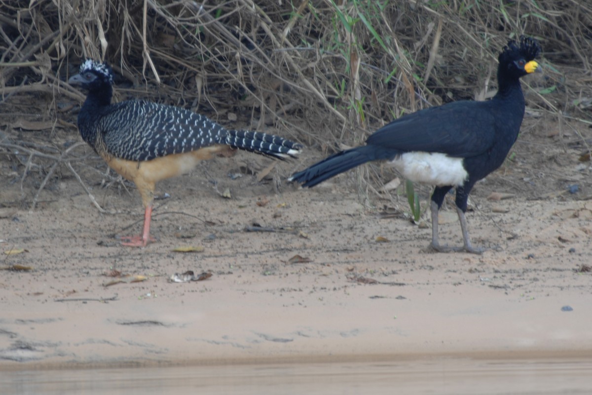 Bare-faced Curassow - Charles Shaffer