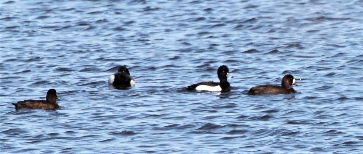 Tufted Duck - ML139111981