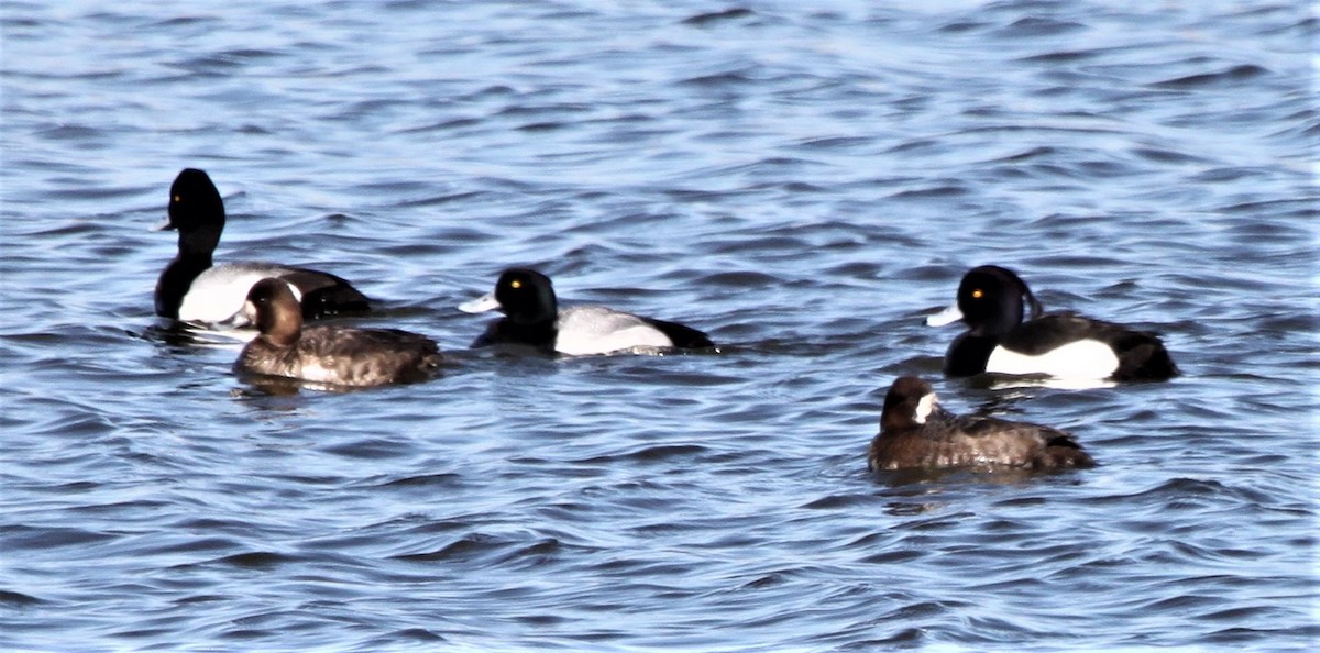 Tufted Duck - Jim Stasz