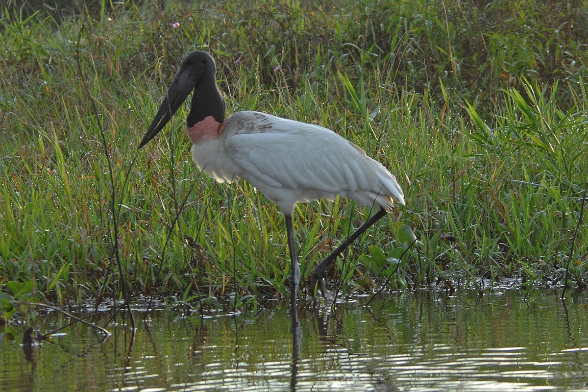 Jabiru - Charles Shaffer