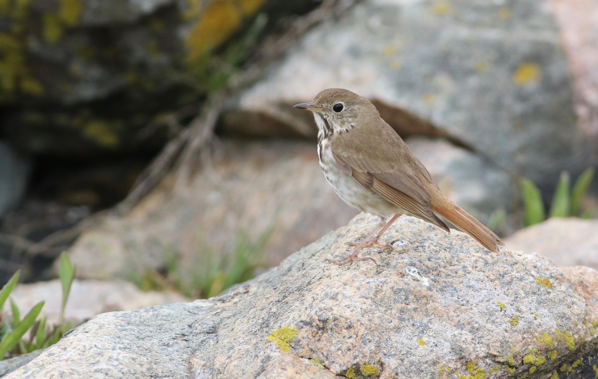 Hermit Thrush - ML139112561