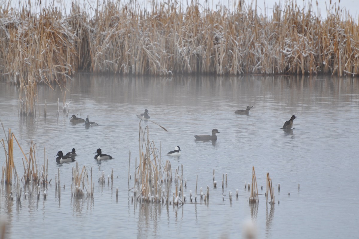 Bufflehead - ML139113141