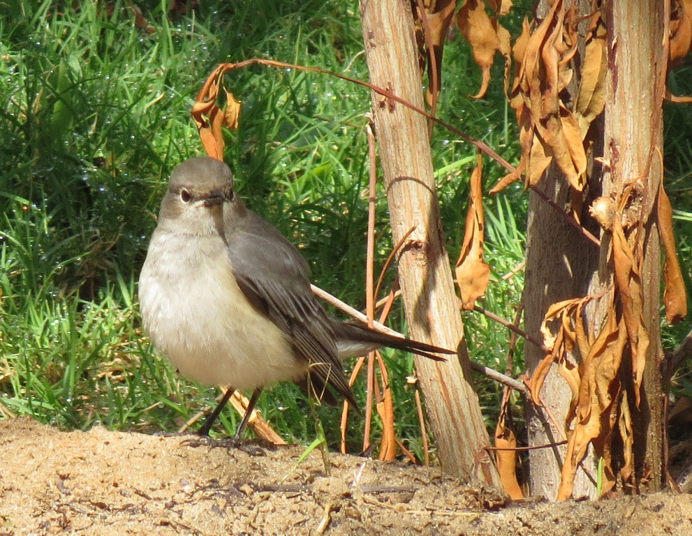 White-throated Robin - ML139114031