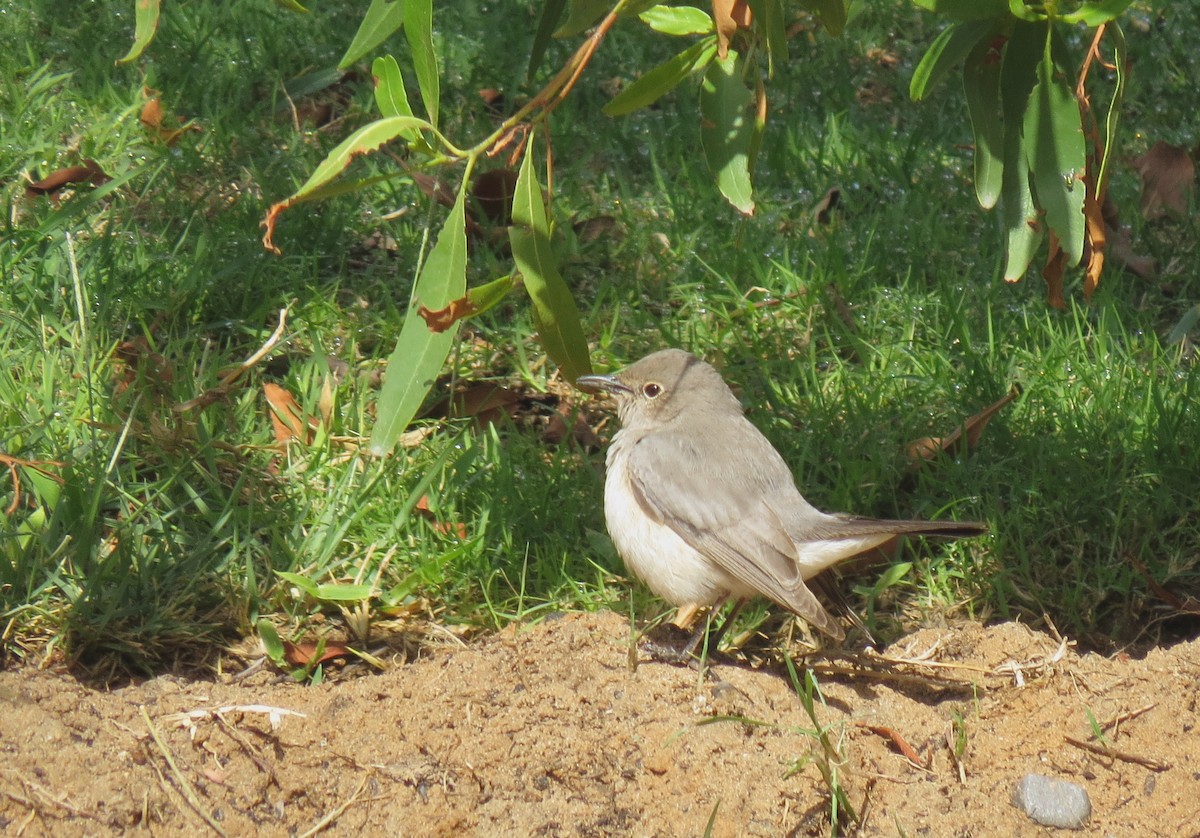 White-throated Robin - ML139114041