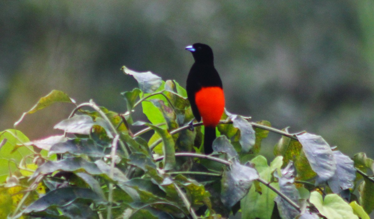 Scarlet-rumped Tanager - Kike Heredia (Birding Tours)