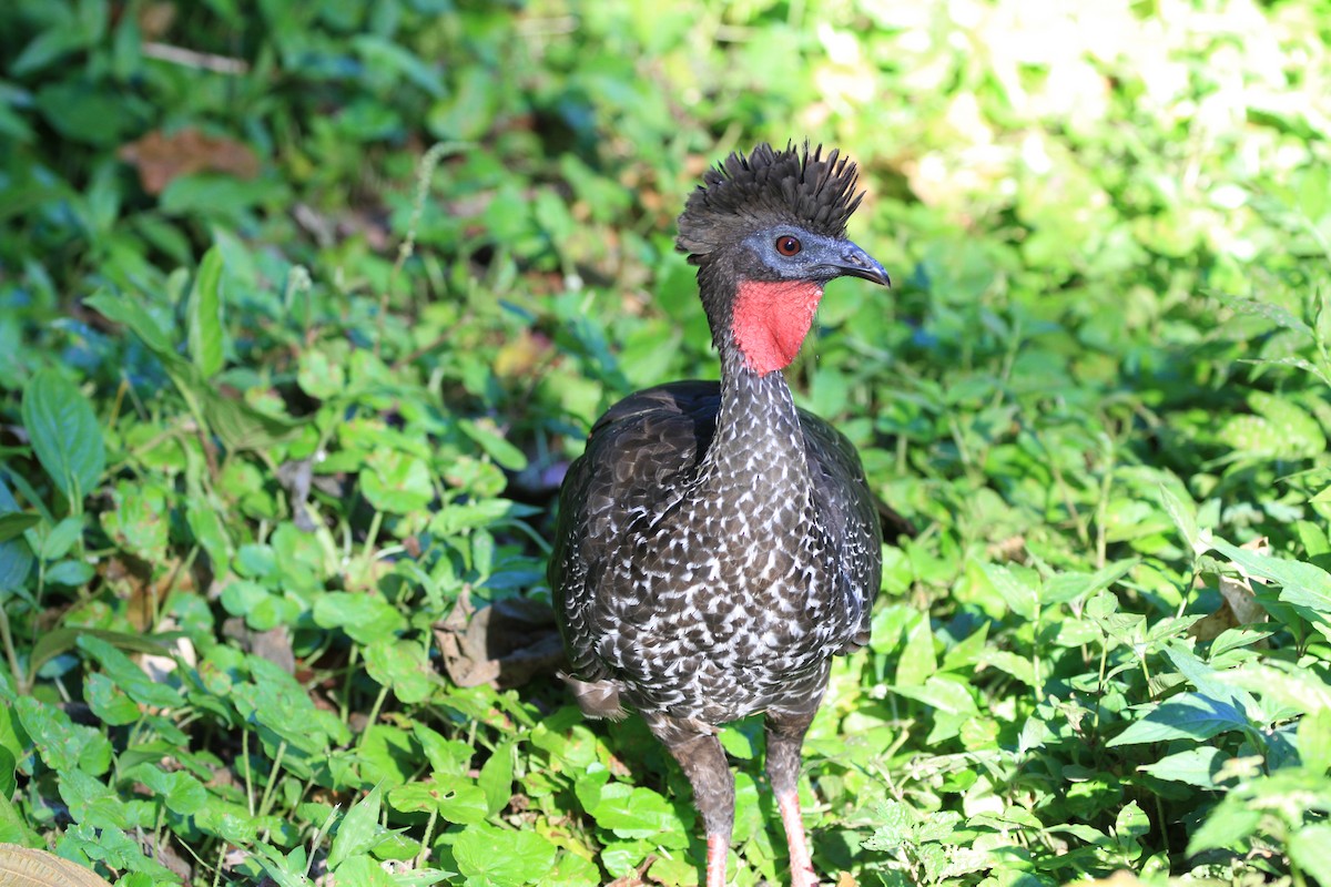 Crested Guan - Diane St-Jacques