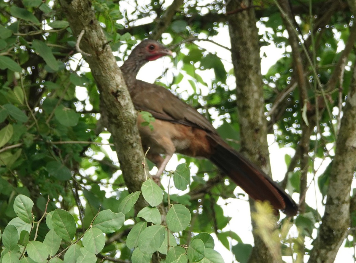 Chaco Chachalaca - Duston Larsen