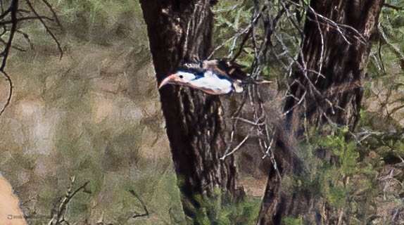 Damara Red-billed Hornbill - Rogério Rodrigues