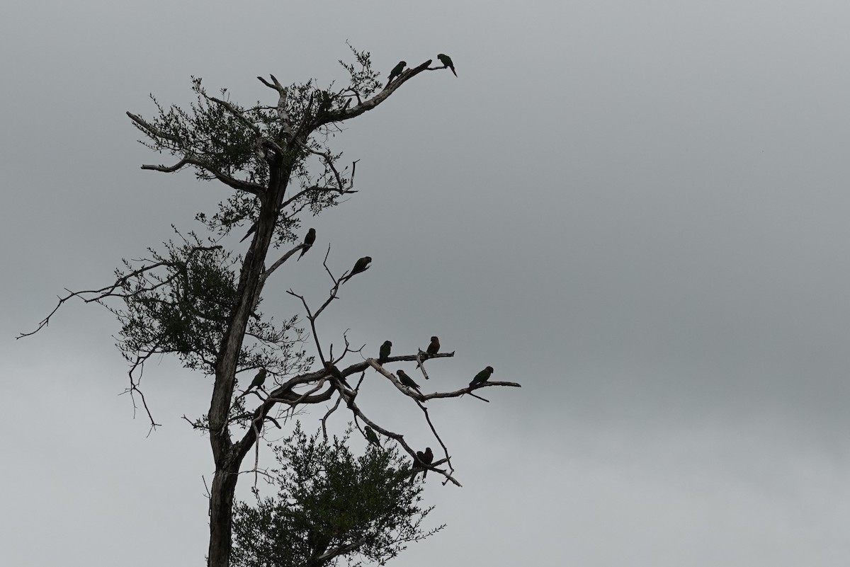 Green-cheeked Parakeet - ML139121851