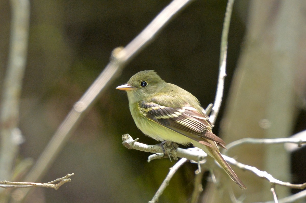 Moucherolle vert - ML139121971