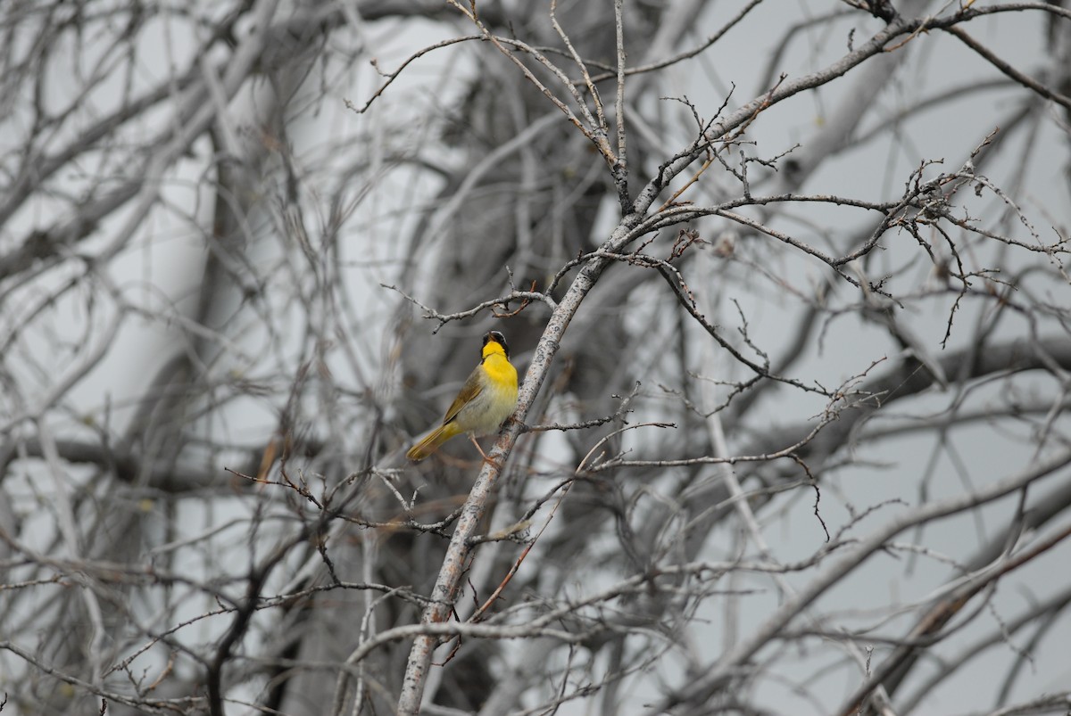 Common Yellowthroat - ML139122331