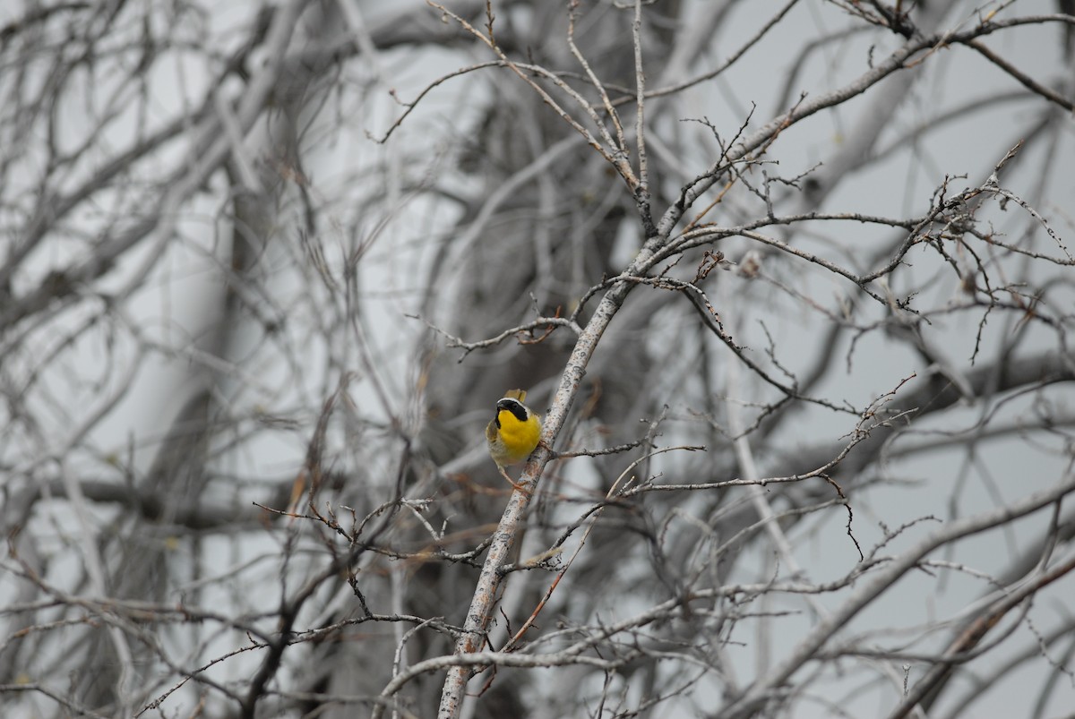 Common Yellowthroat - ML139122351