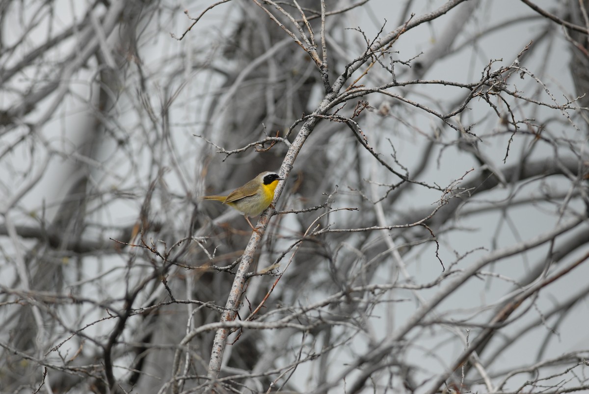 Common Yellowthroat - ML139122381
