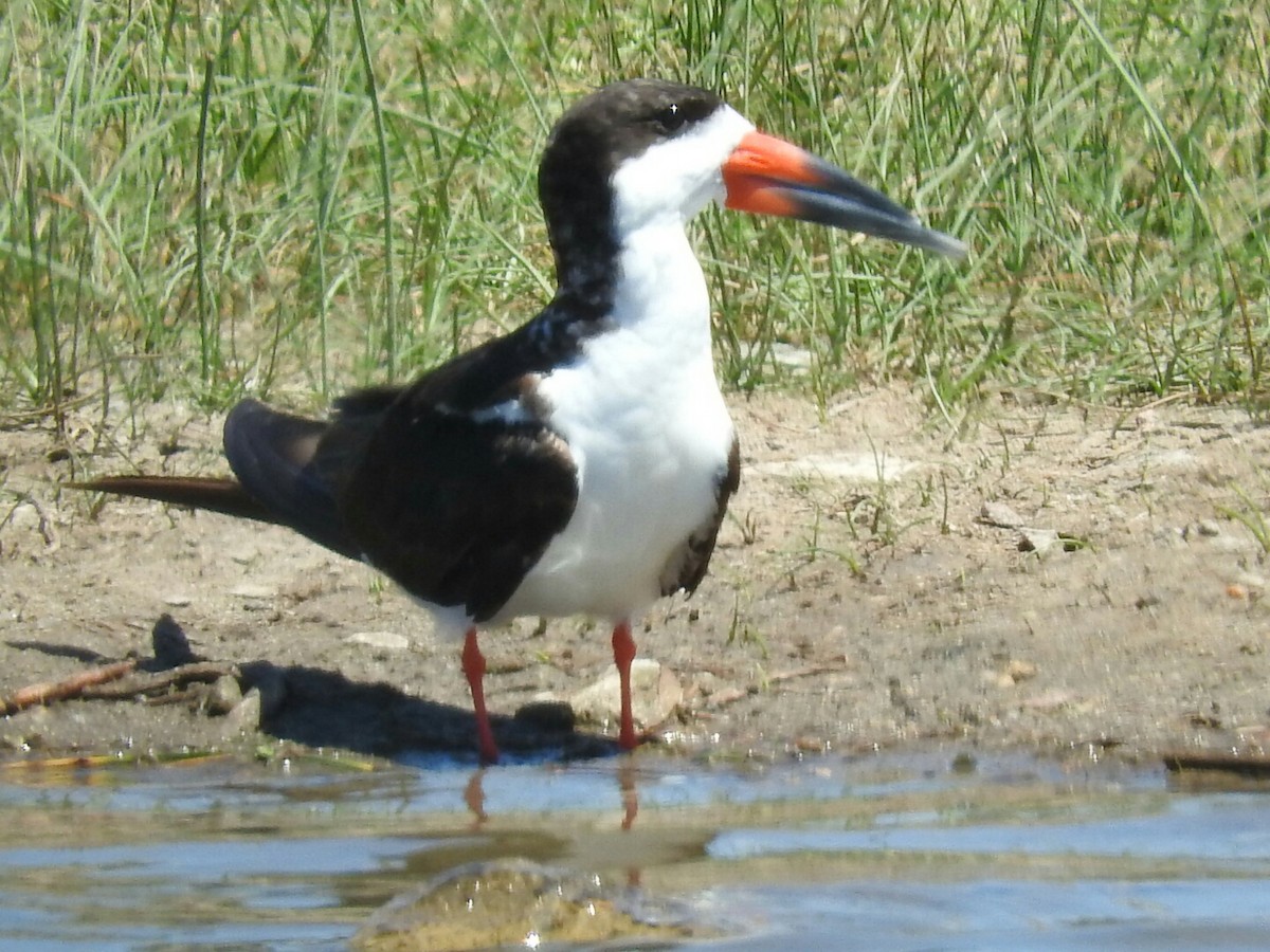 Black Skimmer - ML139123091