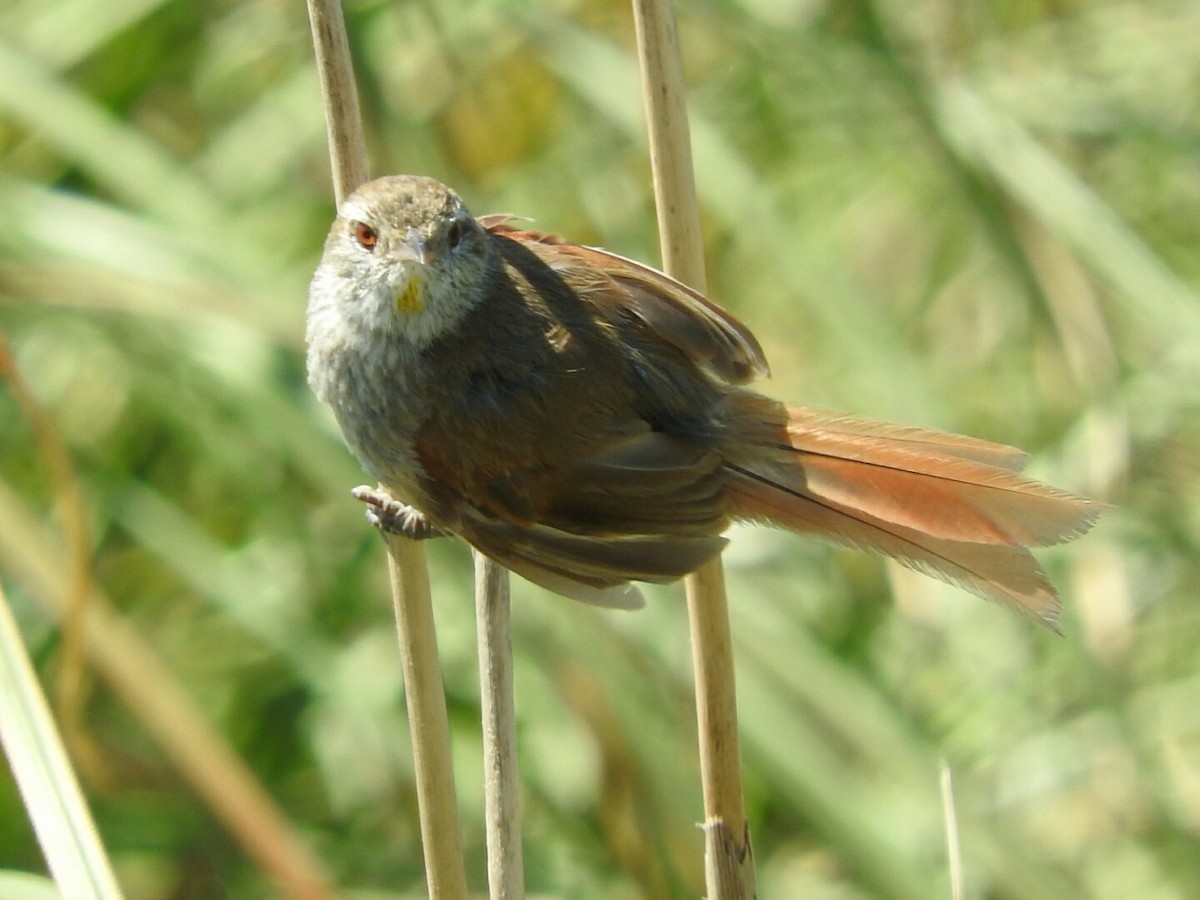 Sulphur-bearded Reedhaunter - ML139123211