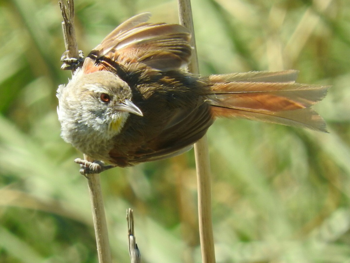 Sulphur-bearded Reedhaunter - ML139123221