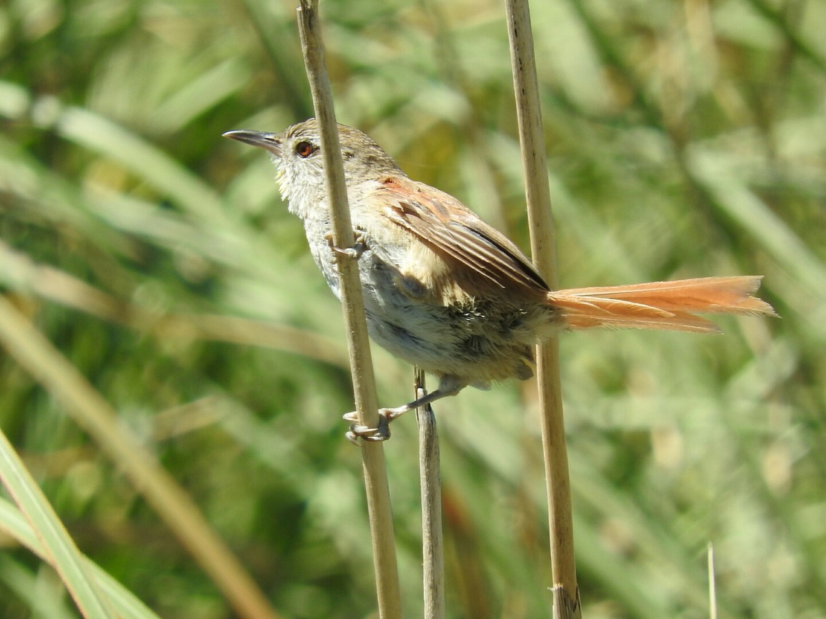 Sulphur-bearded Reedhaunter - ML139123231