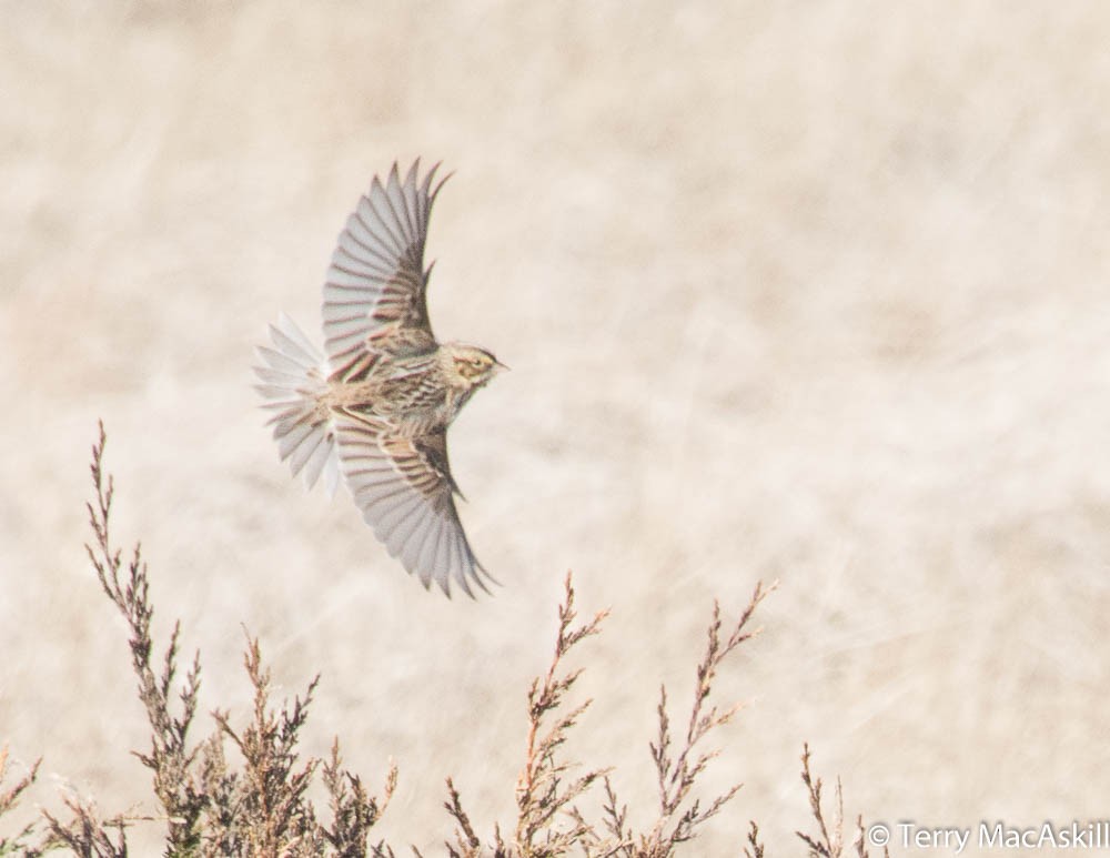 Lapland Longspur - ML139123281