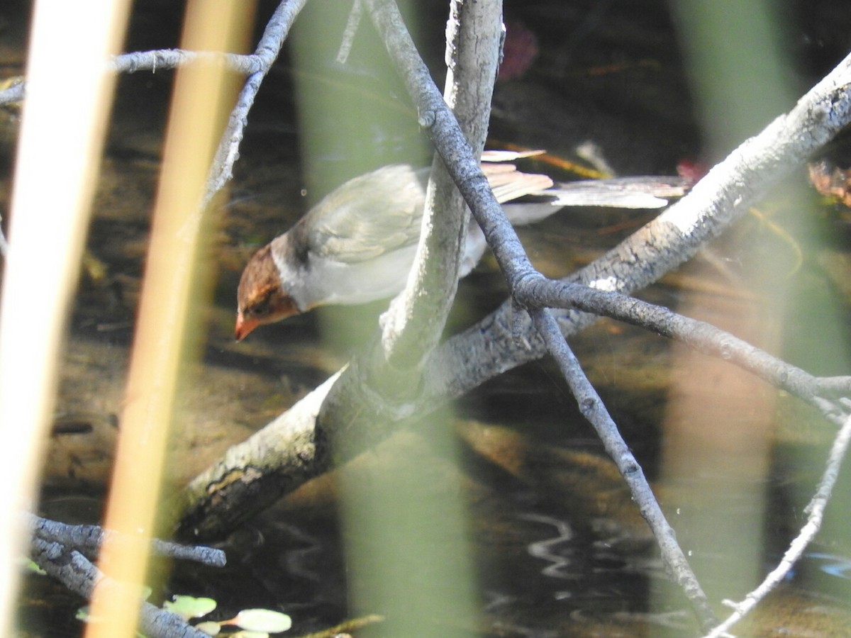 Yellow-billed Cardinal - ML139123341