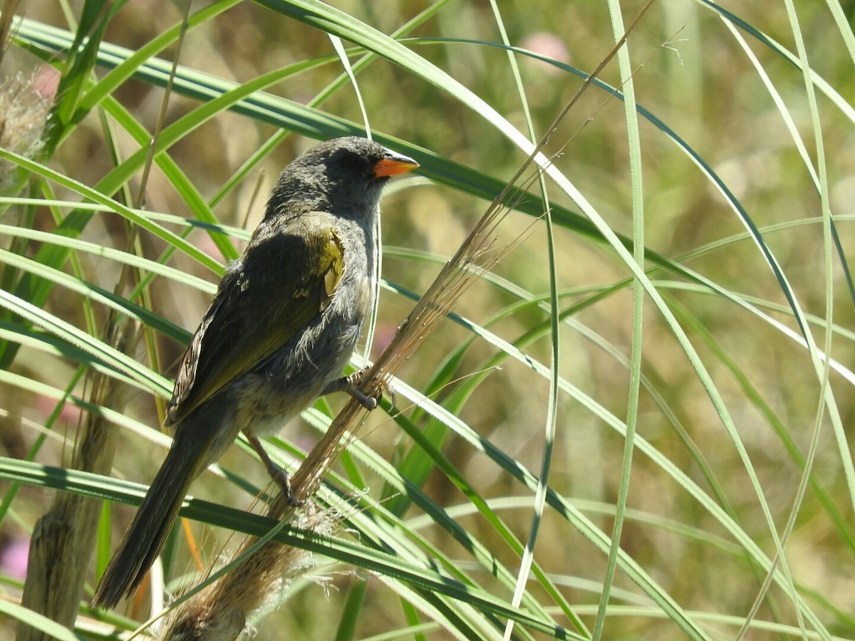 Great Pampa-Finch - ML139123421