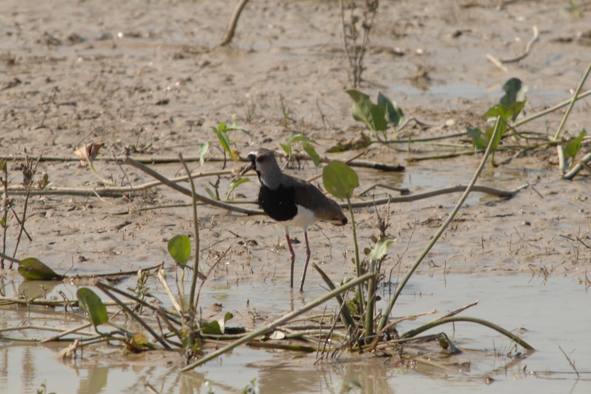 Southern Lapwing - ML139123831