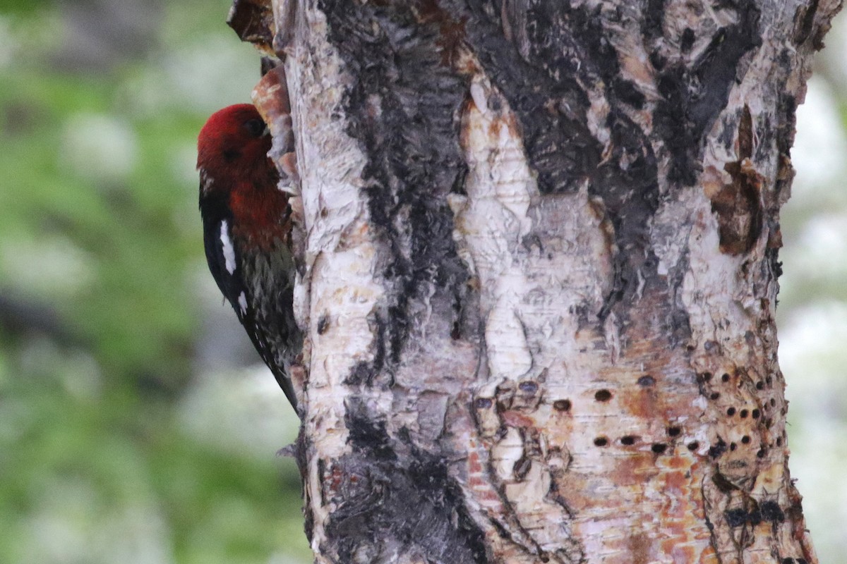 Red-breasted Sapsucker - ML139124411